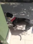 Bolt 