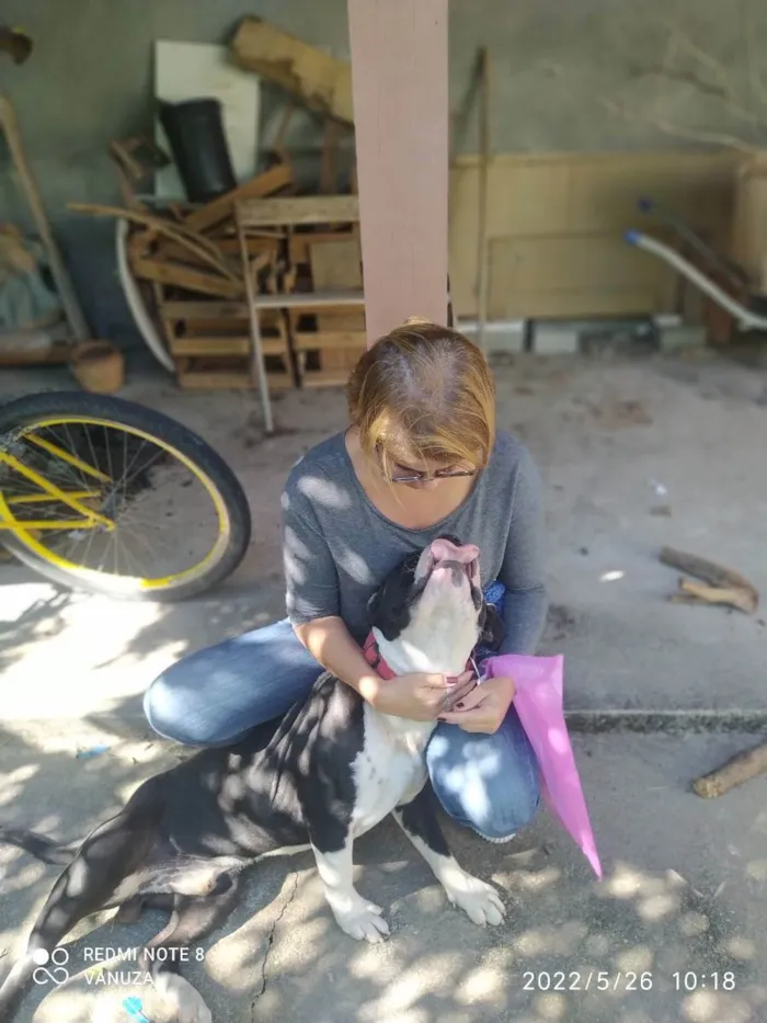 Cachorro ra a American Bully  idade 1 ano nome Bolt 