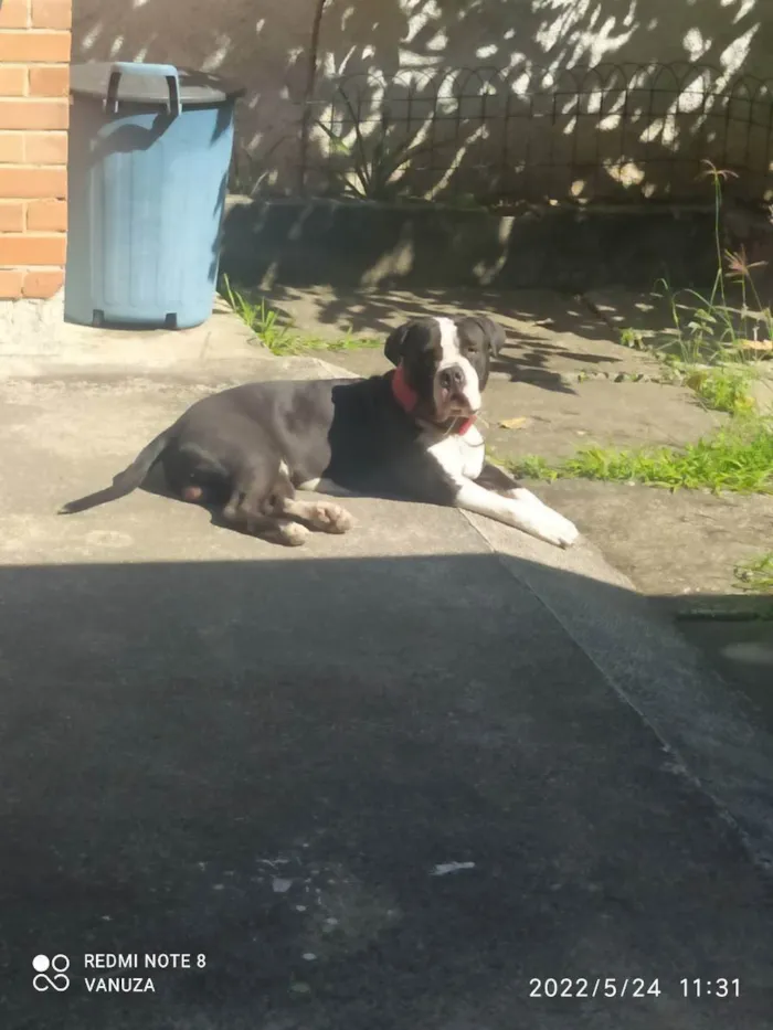 Cachorro ra a American Bully  idade 1 ano nome Bolt 