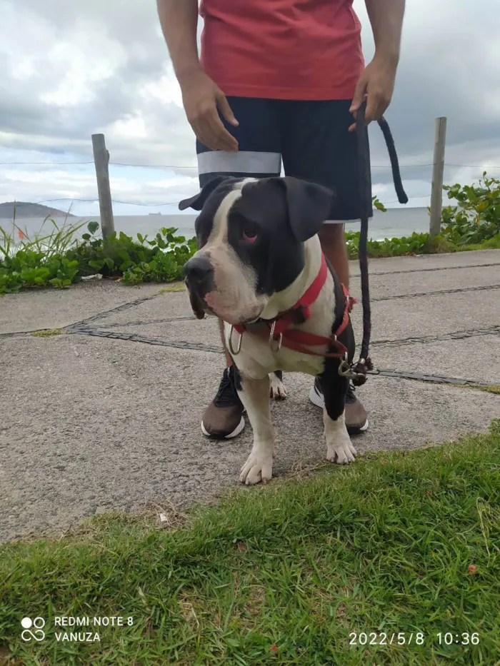 Cachorro ra a American Bully  idade 1 ano nome Bolt 