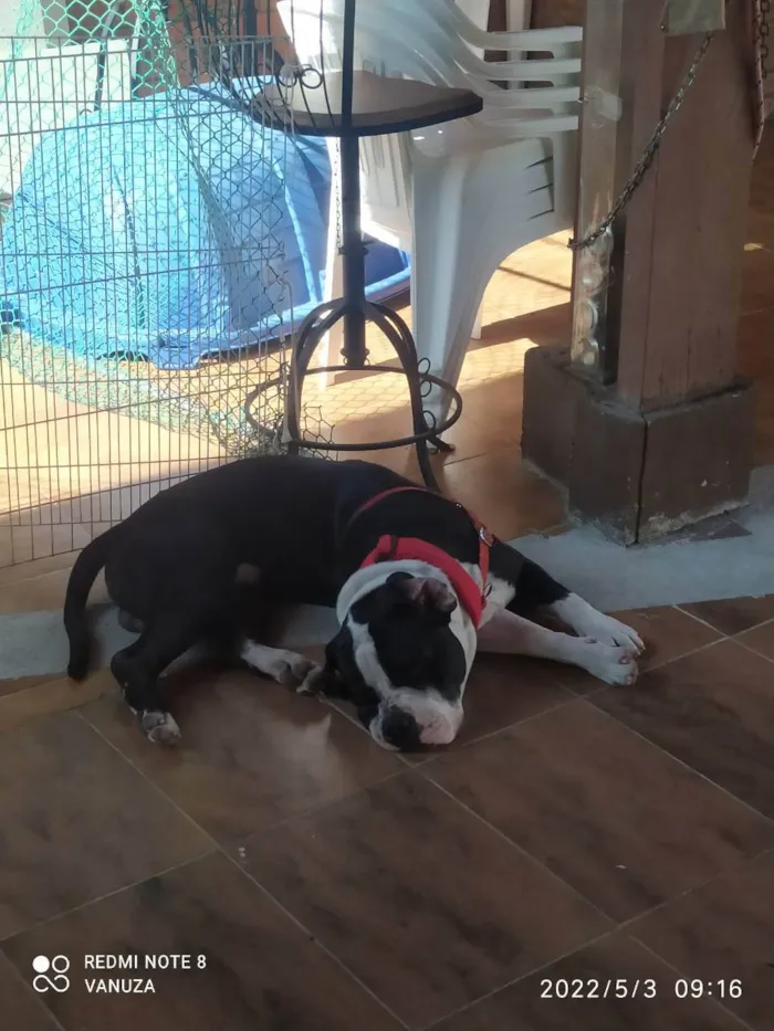 Cachorro ra a American Bully  idade 1 ano nome Bolt 