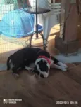 Bolt