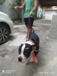 Bolt 