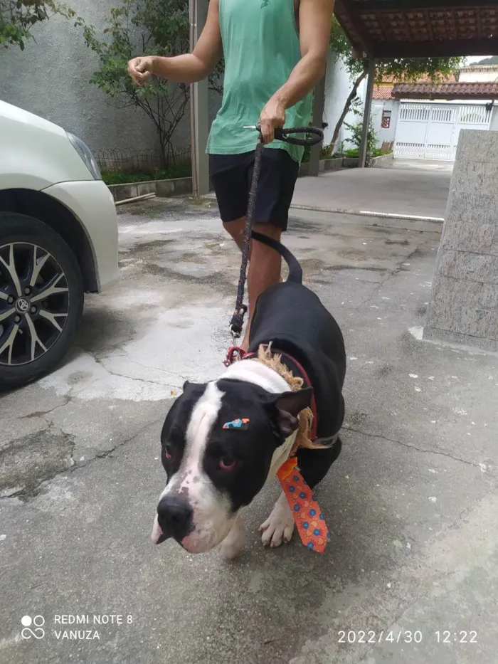 Cachorro ra a American Bully  idade 1 ano nome Bolt 