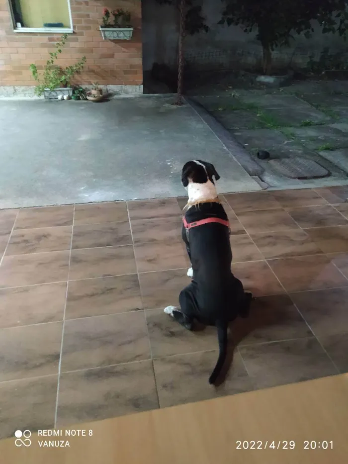 Cachorro ra a American Bully  idade 1 ano nome Bolt 