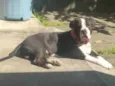 Bolt 