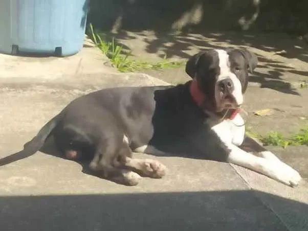 Cachorro ra a American Bully  idade 1 ano nome Bolt 