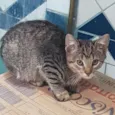Filhote da Juma