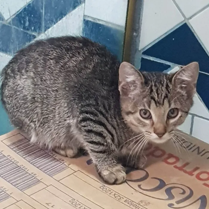 Gato ra a Felino SRD idade 2 a 6 meses nome Filhote da Juma