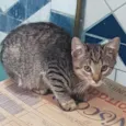 Filhote da Juma