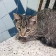 Filhote da Juma