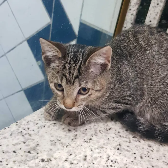 Gato ra a Felino SRD idade 2 a 6 meses nome Filhote da Juma