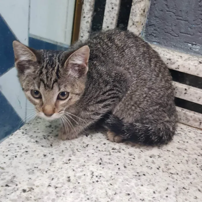 Gato ra a Felino SRD idade 2 a 6 meses nome Filhote da Juma