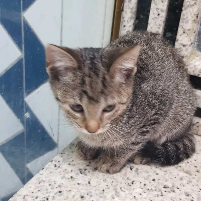 Gato ra a Felino SRD idade 2 a 6 meses nome Filhote da Juma