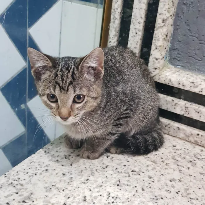 Gato ra a Felino SRD idade 2 a 6 meses nome Filhote da Juma