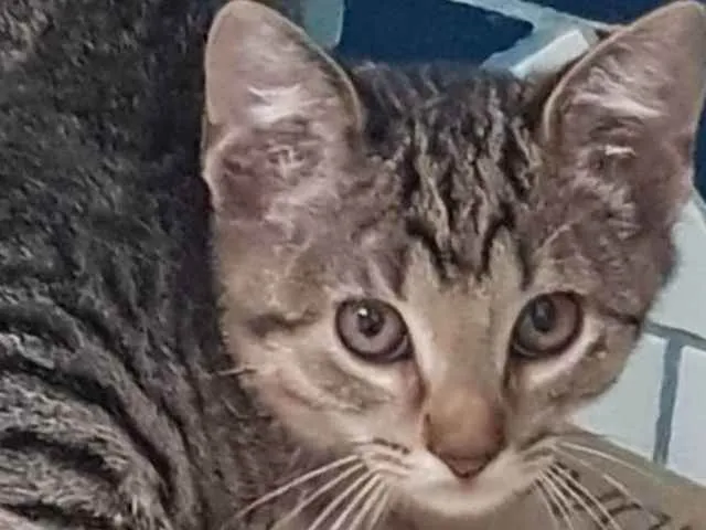 Gato ra a Felino SRD idade 2 a 6 meses nome Filhote da Juma