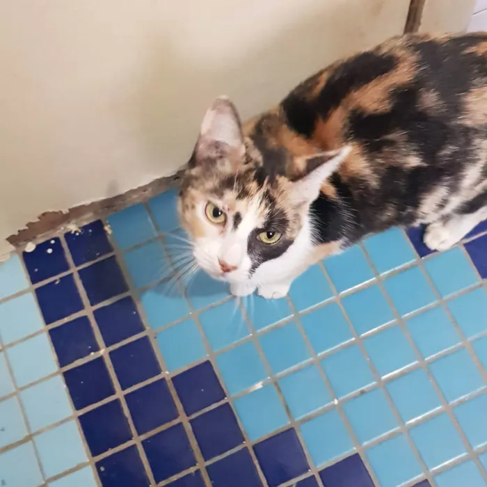 Gato ra a Felino SRD idade 7 a 11 meses nome Juma