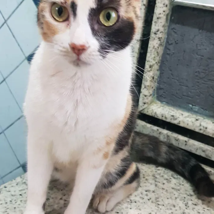 Gato ra a Felino SRD idade 7 a 11 meses nome Juma