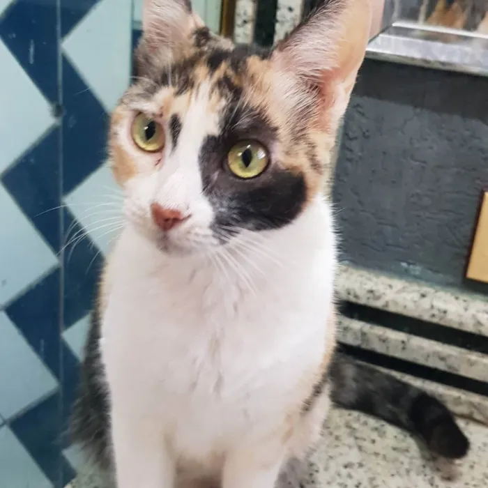 Gato ra a Felino SRD idade 7 a 11 meses nome Juma