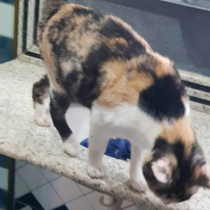 Gato ra a Felino SRD idade 7 a 11 meses nome Juma