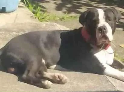 Cachorro ra a American Bully  idade 1 ano nome Bolt 