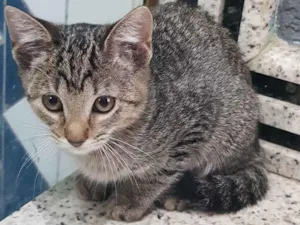 Gato raça Felino SRD idade 2 a 6 meses nome Filhote da Juma