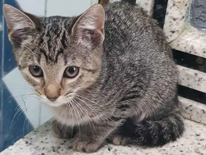 Gato ra a Felino SRD idade 2 a 6 meses nome Filhote da Juma