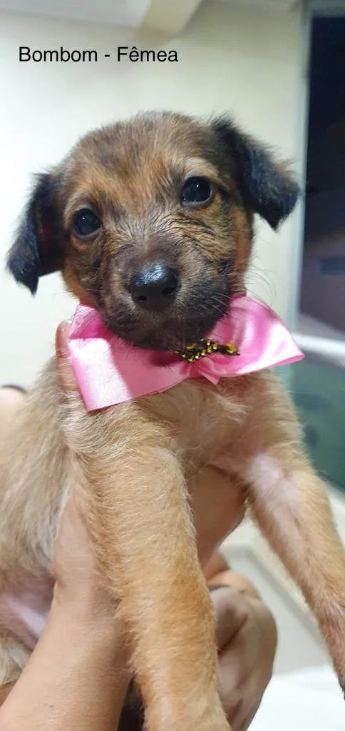 Cachorro raça Srd idade Abaixo de 2 meses nome Bombom