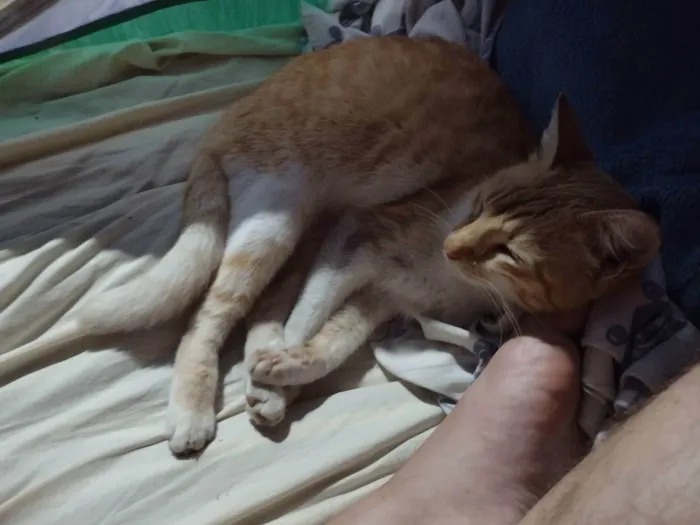 Gato ra a Amarelo idade 2 a 6 meses nome Não tem