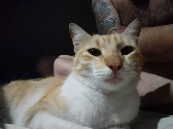 Gato ra a Amarelo idade 2 a 6 meses nome Não tem