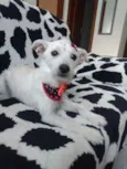 Polar