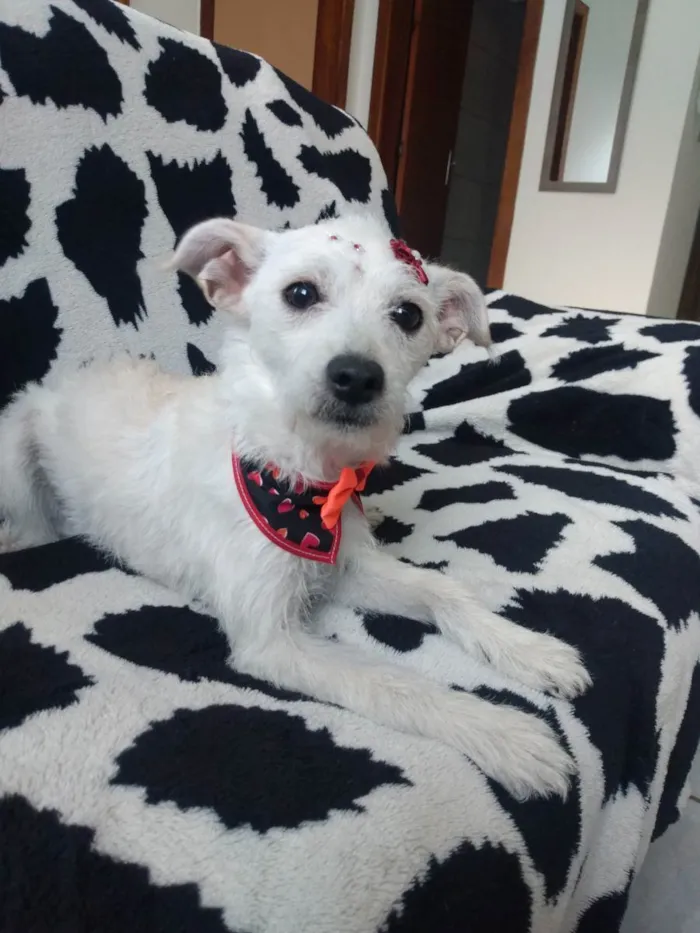 Cachorro ra a Srd idade 7 a 11 meses nome Polar