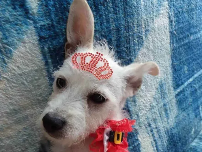 Cachorro ra a Srd idade 7 a 11 meses nome Polar