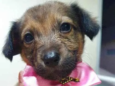 Cachorro raça Srd idade Abaixo de 2 meses nome Bombom