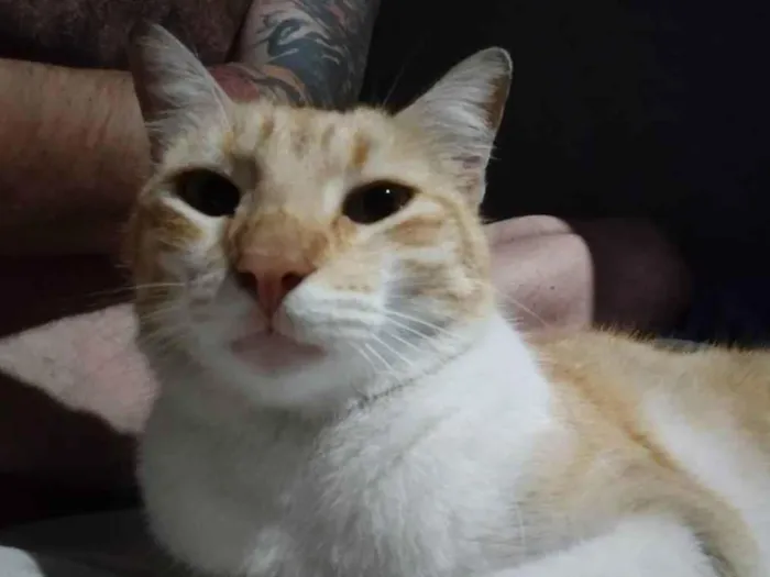 Gato ra a Amarelo idade 2 a 6 meses nome Não tem