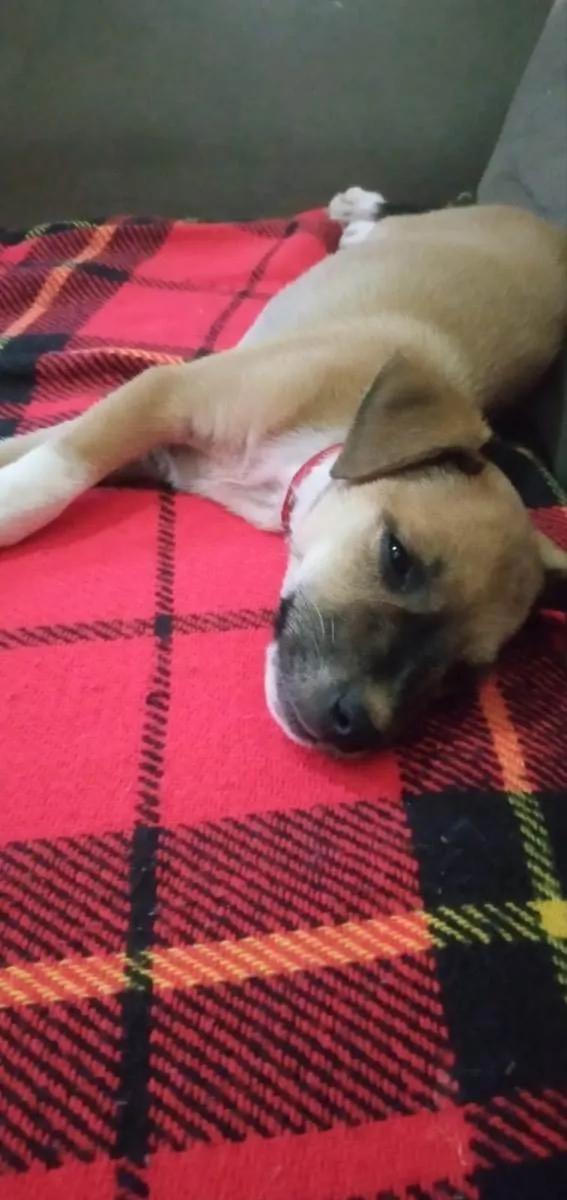 Cachorro ra a Sem Raça Definida idade 2 a 6 meses nome Cosmo e Wanda