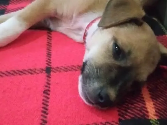 Cachorro ra a Sem Raça Definida idade 2 a 6 meses nome Cosmo e Wanda