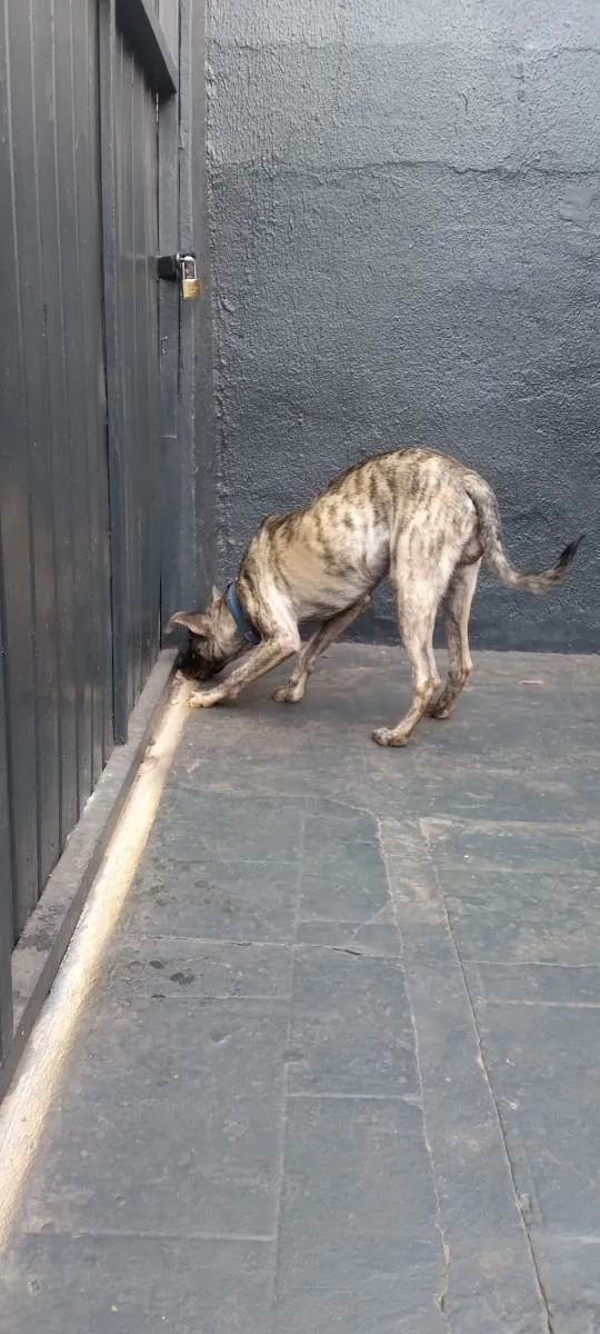 Cachorro raça Fila misturado idade 1 ano nome Baguera
