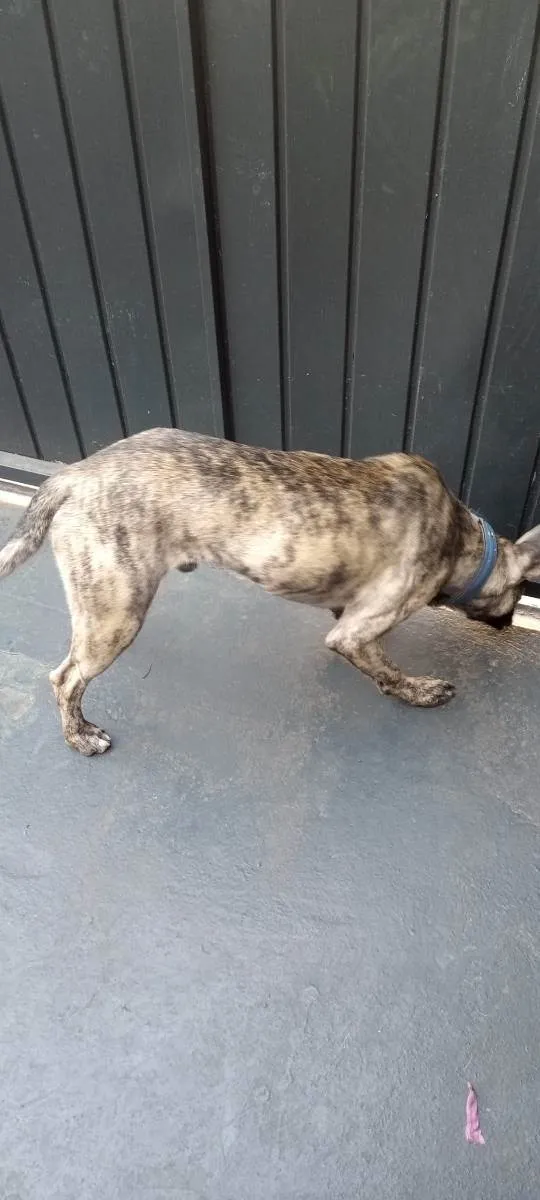 Cachorro raça Fila misturado idade 1 ano nome Baguera