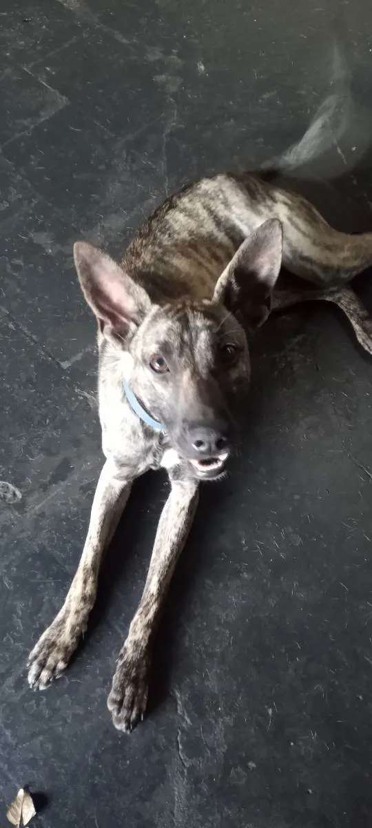 Cachorro raça Fila misturado idade 1 ano nome Baguera