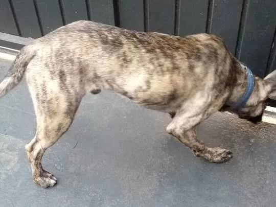 Cachorro ra a Fila Misturado  idade 1 ano nome Baguera 