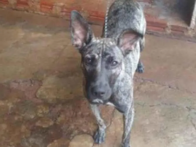 Cachorro ra a Fila Misturado  idade 1 ano nome Baguera 