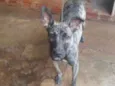 Baguera