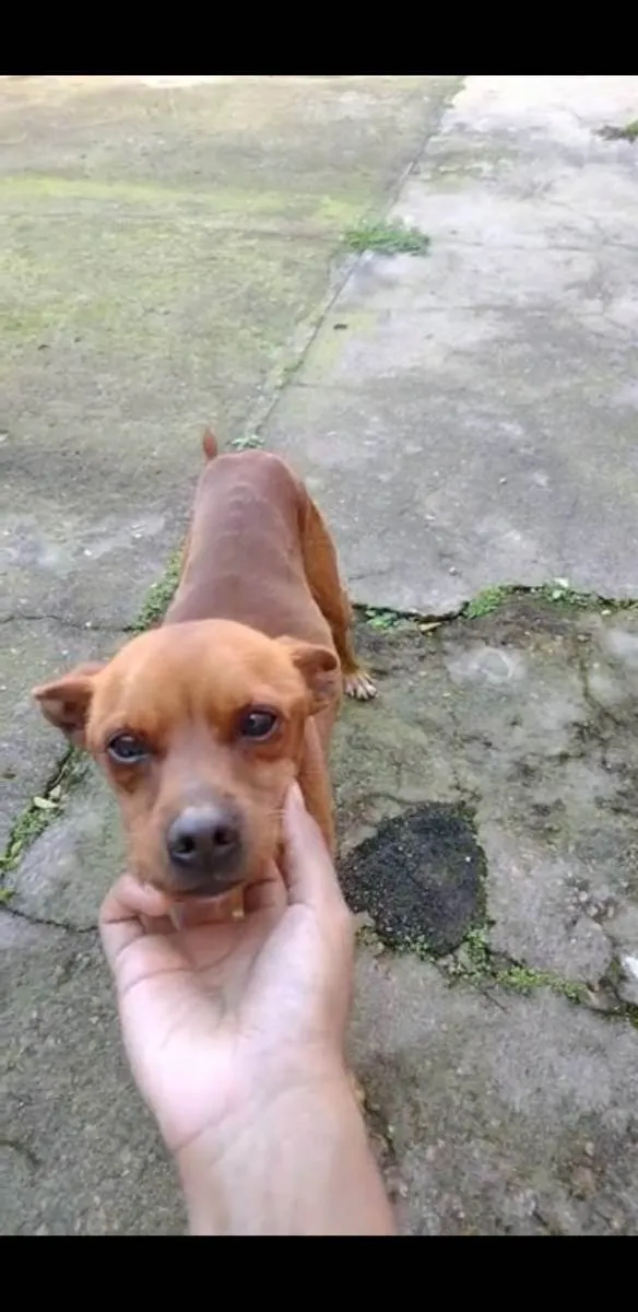 Cachorro ra a SRD idade 1 ano nome JOVE