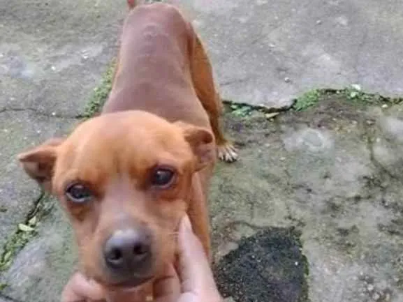 Cachorro ra a SRD idade 1 ano nome JOVE