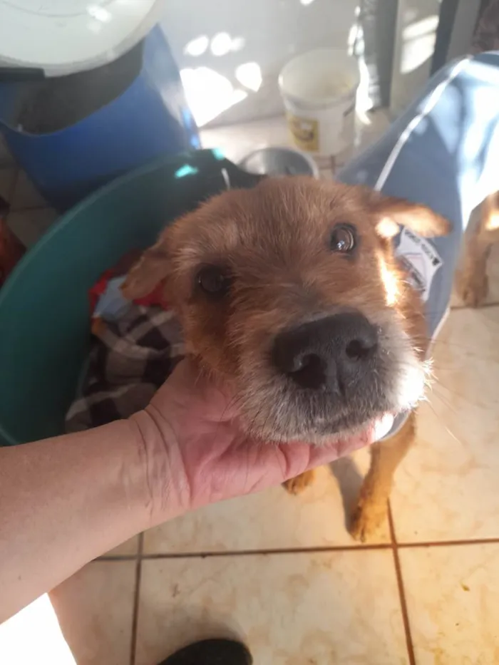 Cachorro raça Srd  idade 2 anos nome Joca