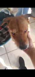 Cachorro raça Srd  idade 2 anos nome Joca
