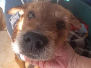 Cachorro raça Srd  idade 2 anos nome Joca