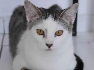 Gato raça SRD idade 1 ano nome TOY