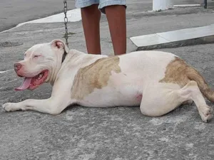 Cachorro raça Pitbull idade 7 a 11 meses nome Max